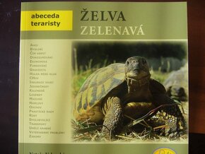 želva stepní želva čtyřprstá Testudo horsfieldii - 4