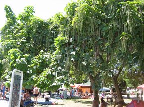 Catalpa stromky 140 až 230 cm - 4