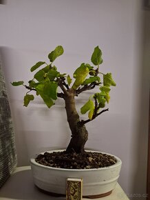 Bonsai Fikovnik smokvoň - 4