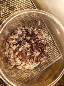 Porcellio laevis „dairy cow" a Telodeinopus aoutii - 4