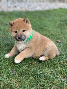 Shiba inu - 4