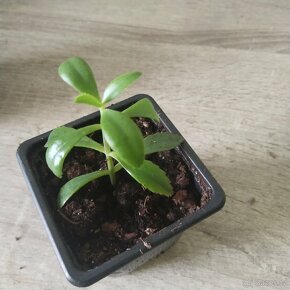 Kalanchoe daigremontiana . - 4