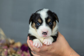 Welsh corgi cardigan s PP - 4