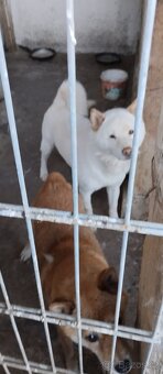 Shiba inu - 4