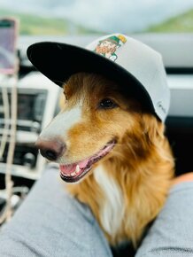 Nova Scotia Duck Tolling Retriever ke krytí s PP - 4