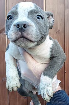 J&K bullys "ponúkame na predaj American bully pocket - 4