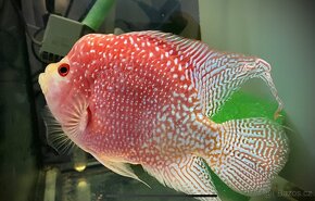 Flowerhorn Fireman s dream Kamfa - 4