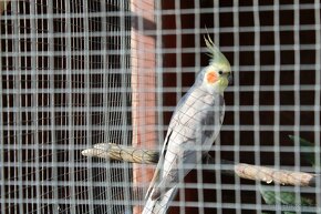 Rozprodej chovu papoušků - 4