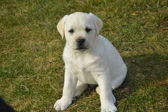 Labrador - chlapeček - 4