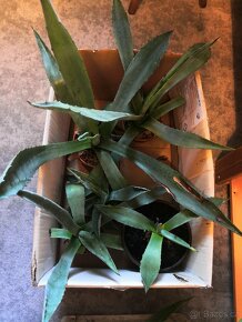 Agave americana - 4