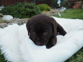 Labradorský retriever s PP -štěňata hnědá - 4