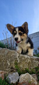 Welsh Corgi Pembroke s pp - 4