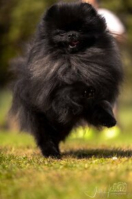 Pomeranian s Průkazem původu FCI - chovný pes - 4