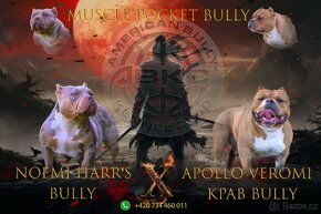 American Bully - 4