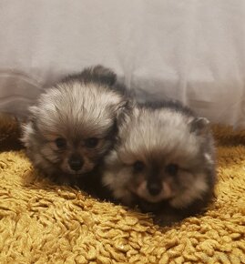 Pomeranian - 4