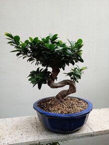 Fíkovník maloplodý bonsai - 4