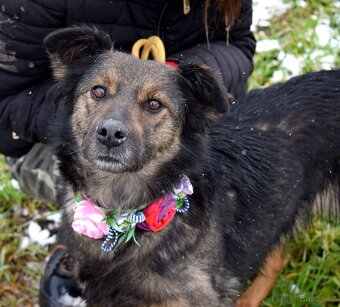 CALI K ADOPCI - 2 ROKY, ODDANÁ,HODNÁ,VĚRNÁ - 4