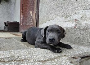 Stafordšírský bulteriér bullterrier modry psik cerna fenka - 4