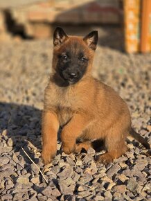 Belgický ovčák Malinois - 4