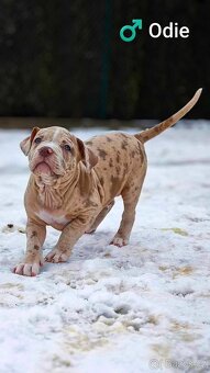 Štěňátka American Bully XL, super povaha,Top rodokmen ABKC - 4