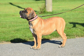 boerboel ballotada - 2 překrásné,velmi nadějné  feny - 4