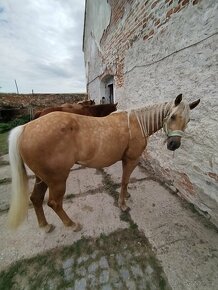 Prodám klisnu QH 2 roky Palomína - 4