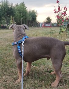 American Bully  s PP - 4