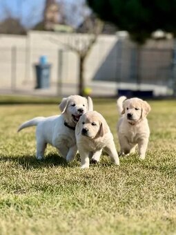 Zlatý Retriever  šteniatka s PP - 4