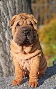 Šarpej, Sharpej, Shar-pei s PP - 4