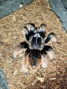 Skákavky, Brachypelma klaasi, samice - 4