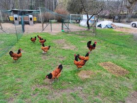 Násadová vejce a kuřátka Forverka - 4