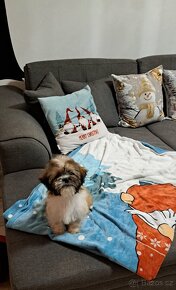 Shih-tzu, Shi - tzu, šicu, shitzu, si-cu, shih-tzu, Shih tz - 4