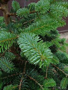 Jedle kavkazská (Abies nordmanniana) - 4