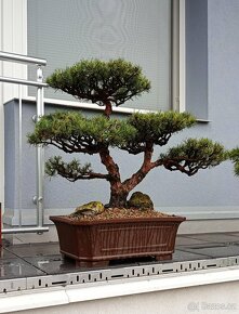 Bonsai borovice lesní  (Pinus sylvestris compressa) - 4