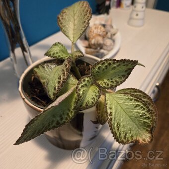 Episcia cupreata sadička - 4