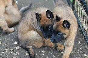 Belgický ovčák - Malinois, pouze s PP - 4