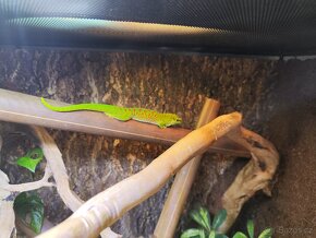 Phelsuma grandis - 4