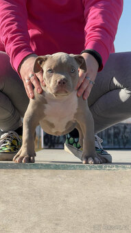 American bully XL - krásná miminka - 4