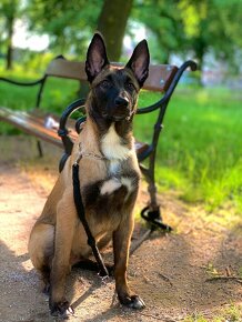 Malinois belgický ovčák - 4