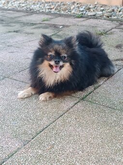 Pomeranian Fenky s PP ihneď k odberu - 4