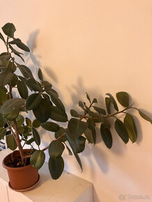 FICUS 2 pokojové rostliny 130x110x120cm a 160x70x140cm - 4