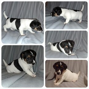 Jack russell terier - bez PP - 4