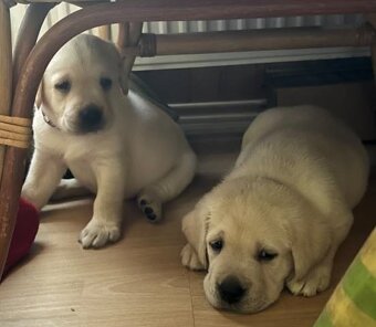 Labrador retriver s PP (smetanová) - 4