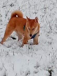 Shiba inu - 4