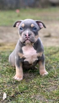 American bully - 4