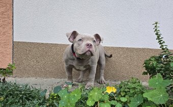 American bully pocket s PP - 4