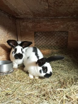 Králíci Německý obrovitý strakáč -samci, kříženci NOS a - 4