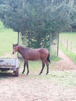 Připouštění hřebcem Appaloosa - 4