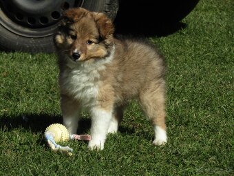 Sheltie/šeltie s PP - 4