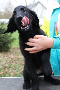 Flat coated retriever s PP - 4